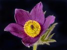 'Pasque Flower' by Nick Johnson