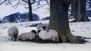 'Winter Sheep Seeking Shelter' by Paul Penman