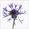 'Cornflower Head' by Raymond Beston