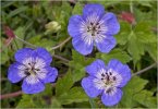 'Meadow Cranesbill' by Raymond Beston