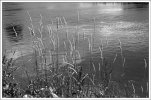 'Riverbank Grasses' by Raymond Beston