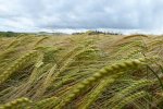 'Field Of Barley' by Richard Stent LRPS