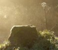 'Tree Stump' by Richard Stent LRPS