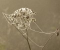 'Cobweb' by Richard Stent LRPS