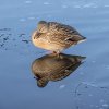 'Standing On The Ice, Bolam Lake' by Richard Stent LRPS