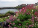 'Blooming Craster' by Rosie Cook-Jury