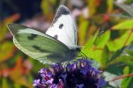 'Cabbage Butterfly On Verbena' by Rosie Cook-Jury