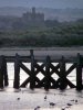 'Feeding Birds, Amble' by Rosie Cook-Jury