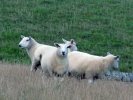 'Formation Sheep Dancing' by Rosie Cook-Jury