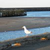 'Home Time, Amble' by Rosie Cook-Jury