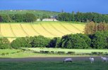 'Lovely Night At Tractor Graveyard' by Rosie Cook-Jury