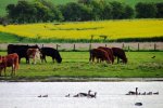 'Newton Pond' by Rosie Cook-Jury