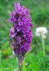 'Pyramid Orchid' by Rosie Cook-Jury