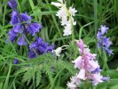 'Shades Of Bluebells' by Rosie Cook-Jury