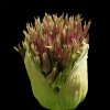 'Allium (1)' by Stanley Trafford