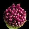 'Allium (2)' by Stanley Trafford