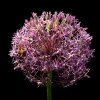 'Allium (3)' by Stanley Trafford