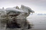 'Adelie Penguin' by Stanley Trafford