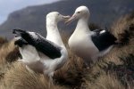 'Wandering Albatrosses' by Stanley Trafford