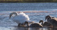'Follow Mother Swan' by Sue Baker