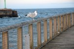 'Amble Seagull' by Tom Dundas