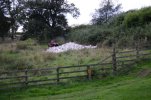 'Lots Of Lamb Chops' by Tom Dundas