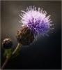 'Flower Head' by Tony Broom CPAGB