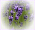 'Lavender' by Tony Broom CPAGB
