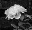 'Rose' by Tony Broom CPAGB