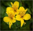 'Yellow Trio' by Tony Broom CPAGB