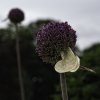 'Bursting Forth' by Valerie Atkinson