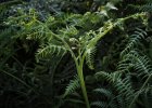 'Ingram Fern' by Valerie Atkinson