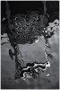 'Seahouses Harbour Reflection' by Valerie Atkinson