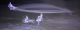 'Fly By' by Valerie Atkinson