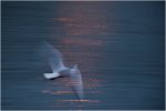 'Ghostly Gull' by Valerie Atkinson