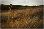 'Grasses' by Valerie Atkinson