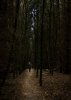'Into The Forest' by Valerie Atkinson