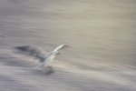 'Landing' by Valerie Atkinson