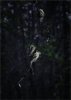 'Lichen' by Valerie Atkinson
