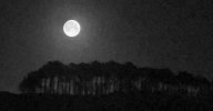 'Moonlit Trees' by Valerie Atkinson