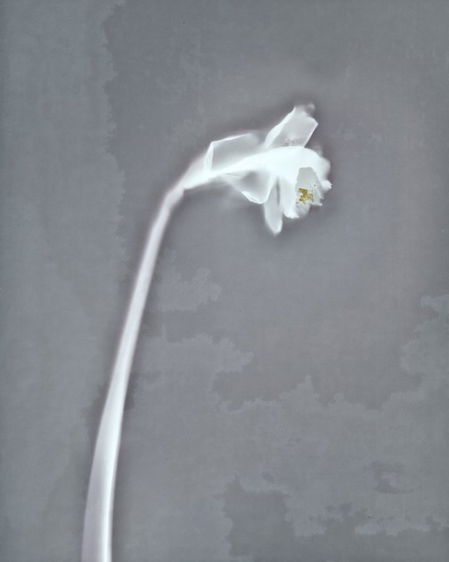 'White' by Alastair Cochrane FRPS DPAGB EFIAP