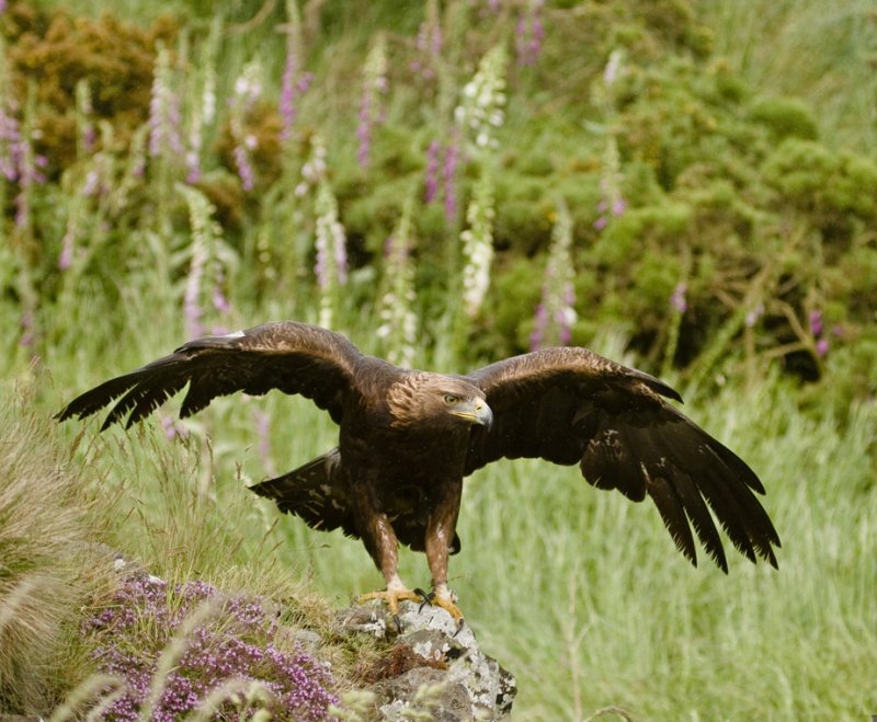 'Golden Eagle' by Andrew Mackie