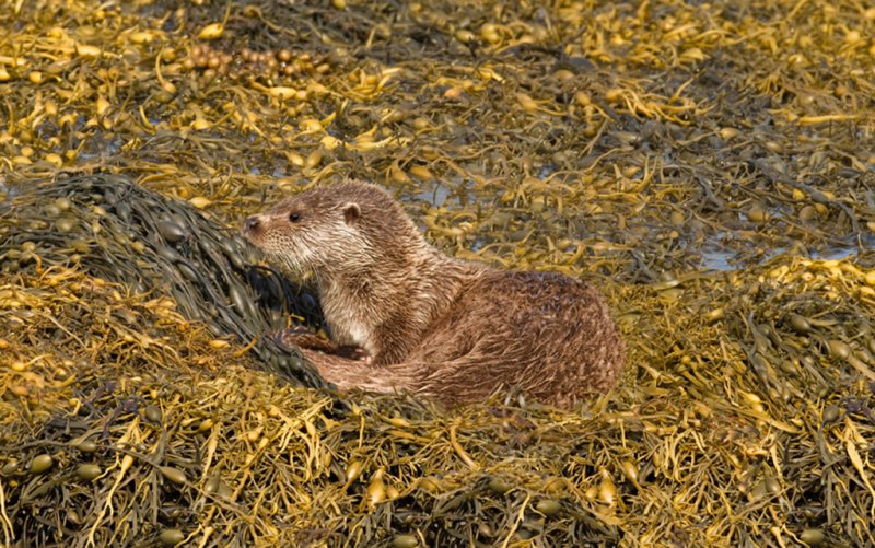 'Otter (1)' by Andrew Mackie