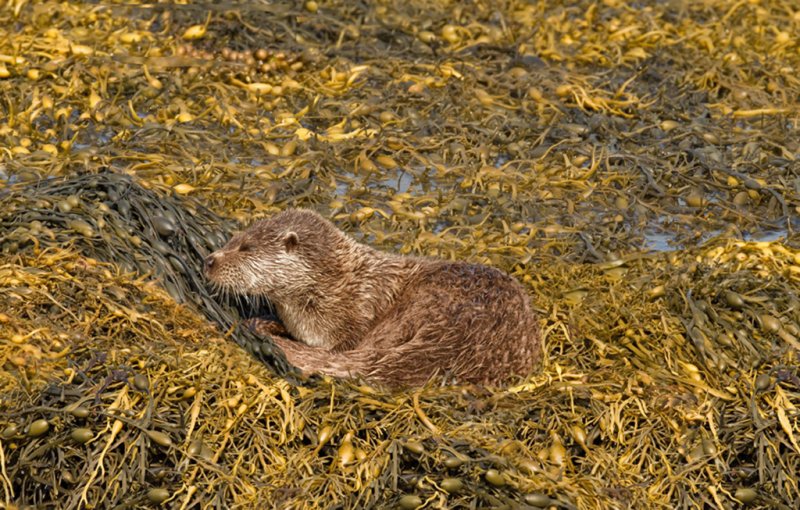 'Otter (2)' by Andrew Mackie