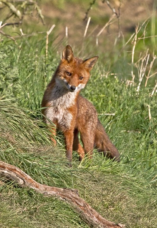 'Vixen In The Sun' by Andrew Mackie