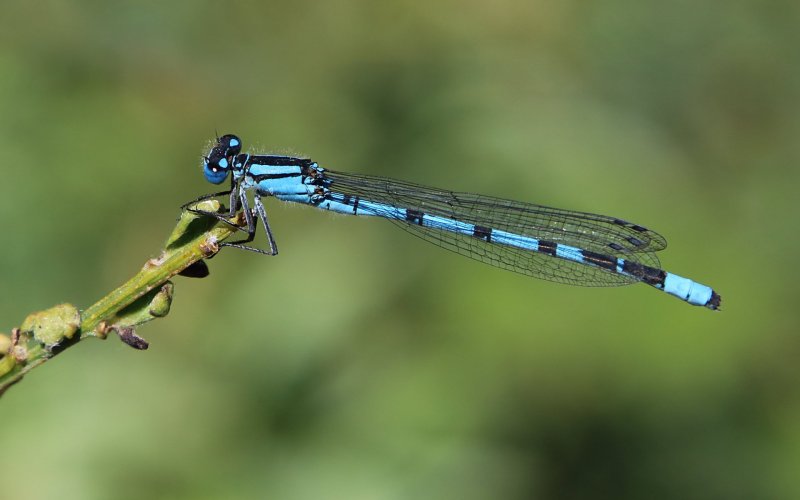 'Damselfly On Stem' by Dave Dixon LRPS