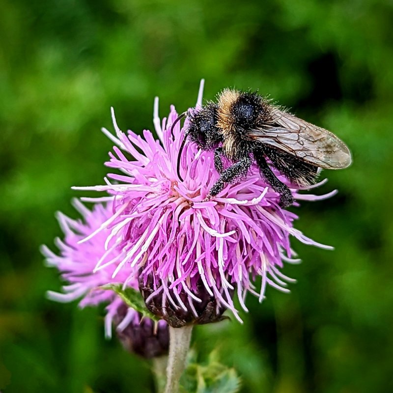 'Busy Bee' by Dave Dixon LRPS