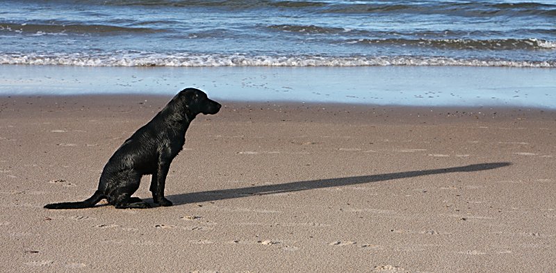 'Dog And Shadow' by Dave Dixon LRPS