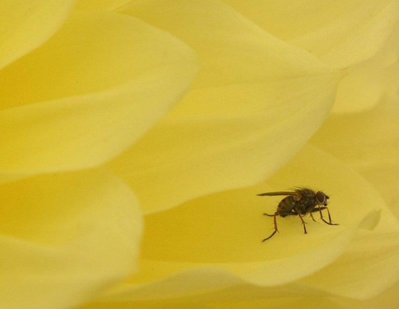 'Fly On Dahlia' by Dave Dixon LRPS
