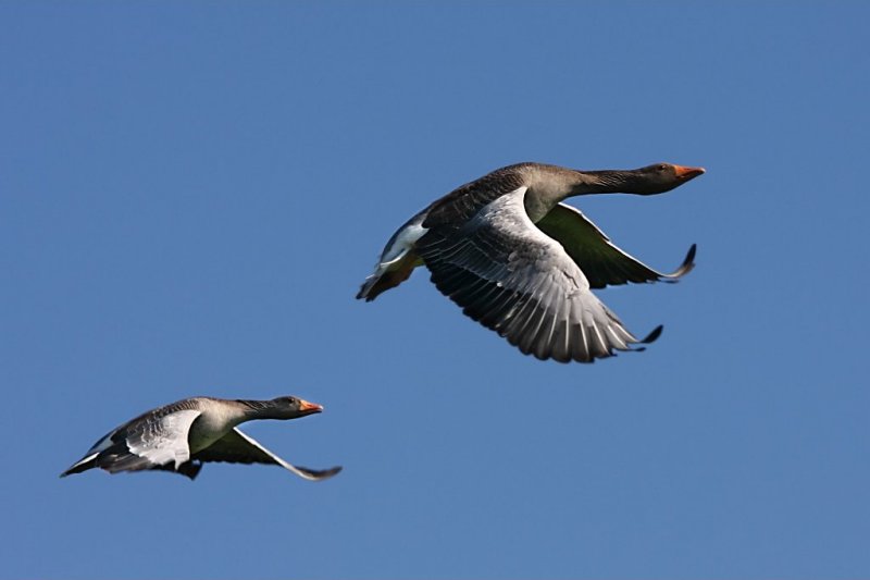 'Greylag Geese In Flight' by Dave Dixon LRPS